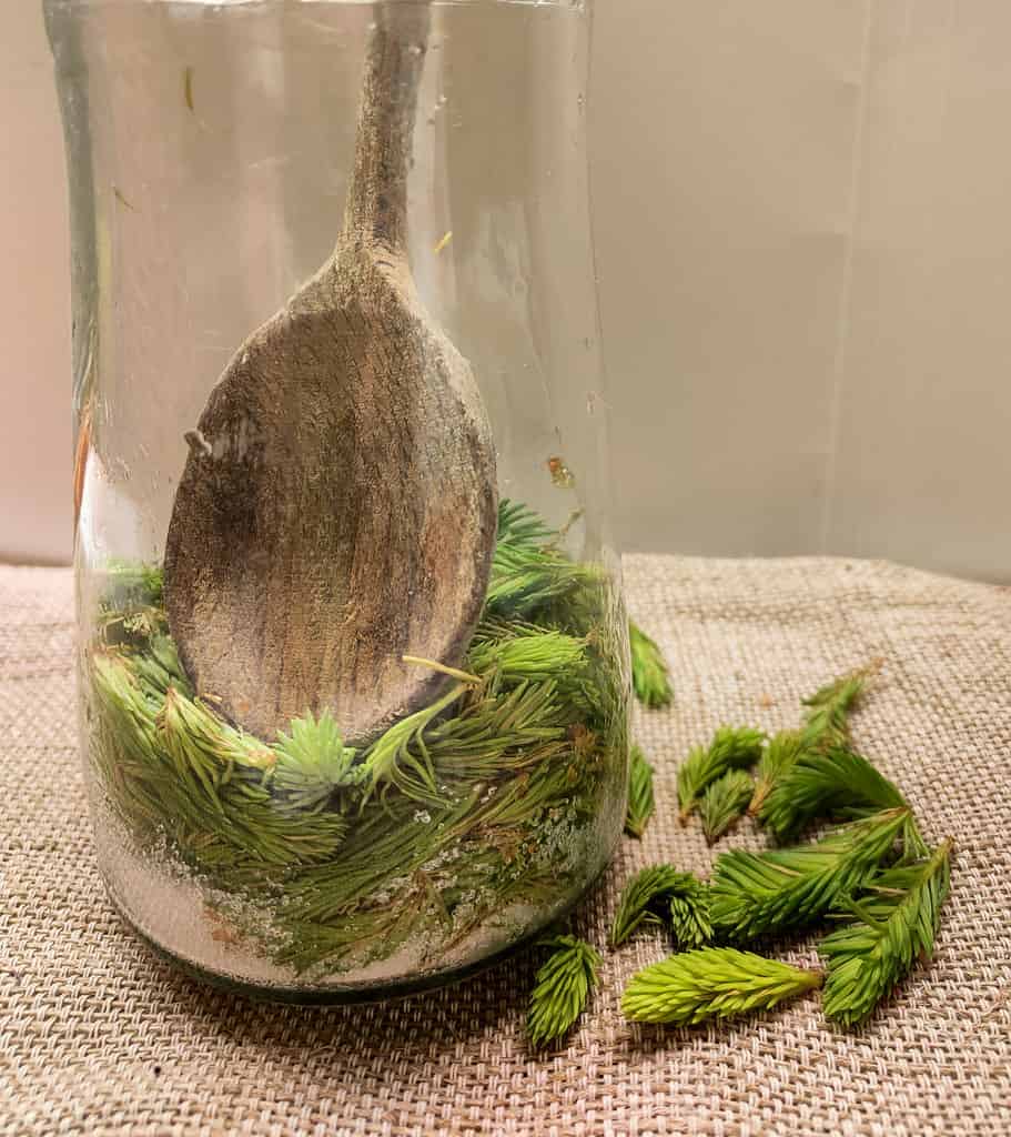 image of loading the sugar and fresh spruce tips in a jar to make spruce tip syrupe