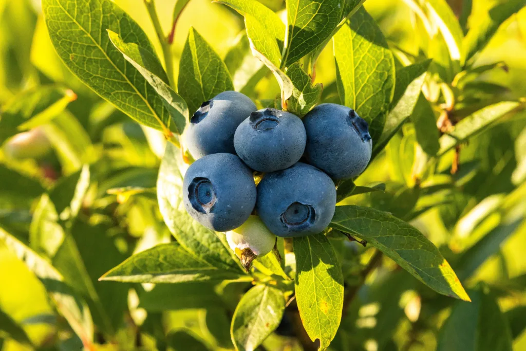 blueberries