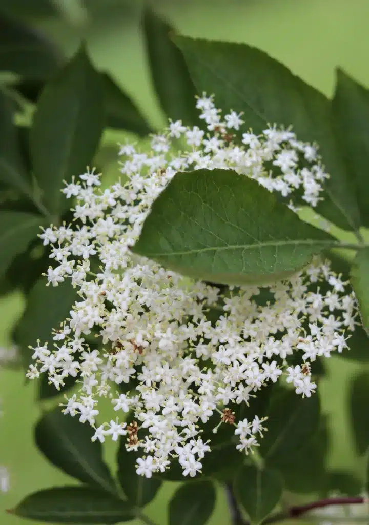 elderflower