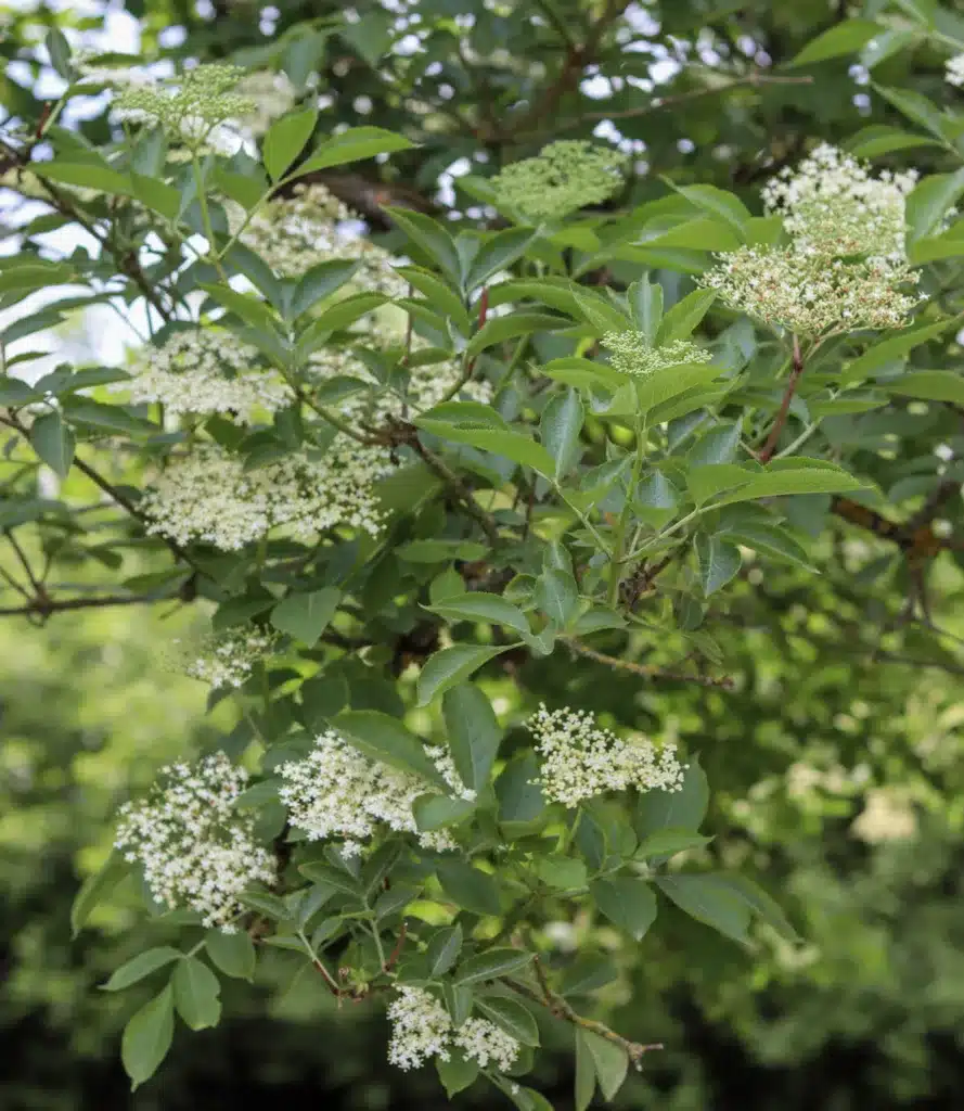 elderflowers 