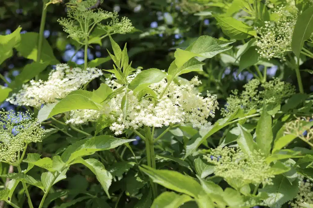 harvesting elderflowers