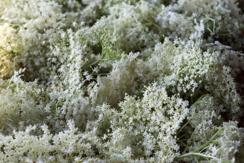 how to make elderflower tea step 2