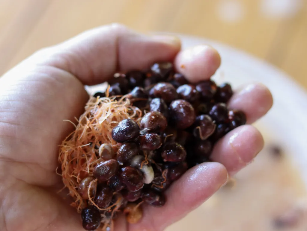 removing baobab seeds 