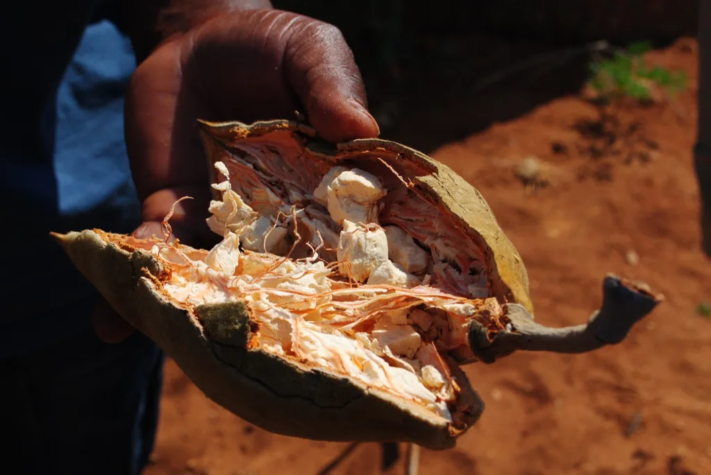 dried baobab fruit with pulp