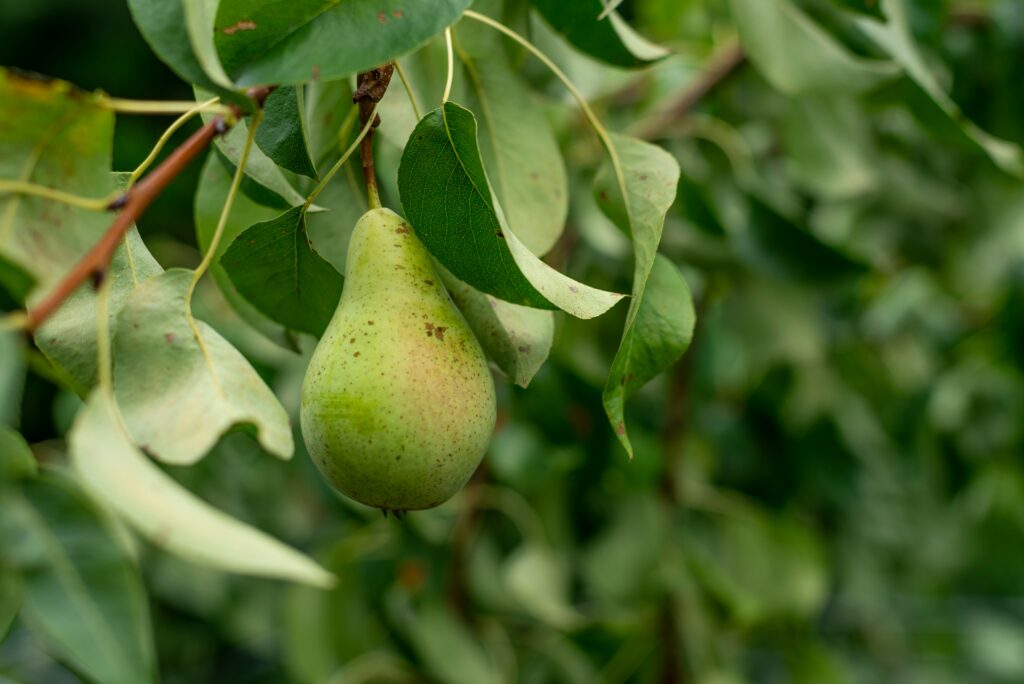 Image of a pear fruit, growing on a branch of pear tree with leaves in the background 