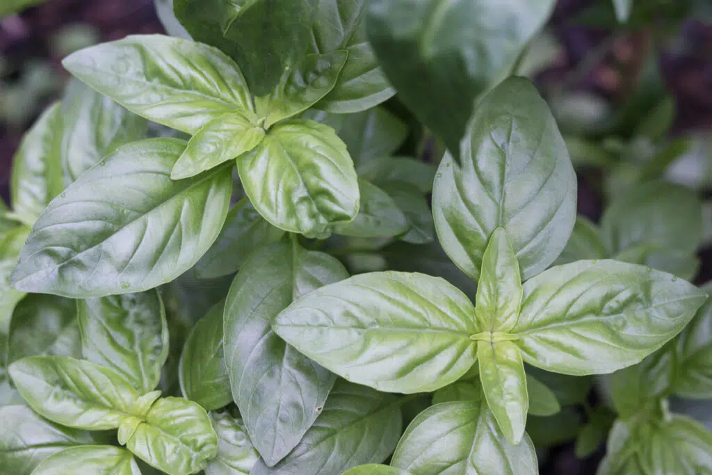 image showing basil plant growing in our garden in early september 